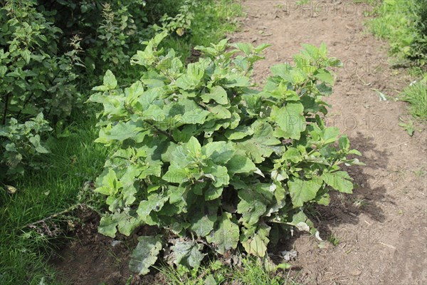 Lesser Burdock