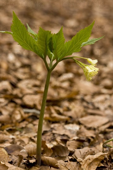 Drooping bittercress