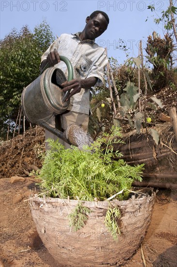 Carrot cultivation