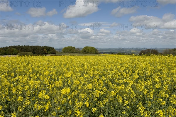 Late flowering oilseed rape or canola on a beautiful spring day on the Berkshire Downs