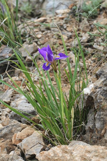 Iris stylosa