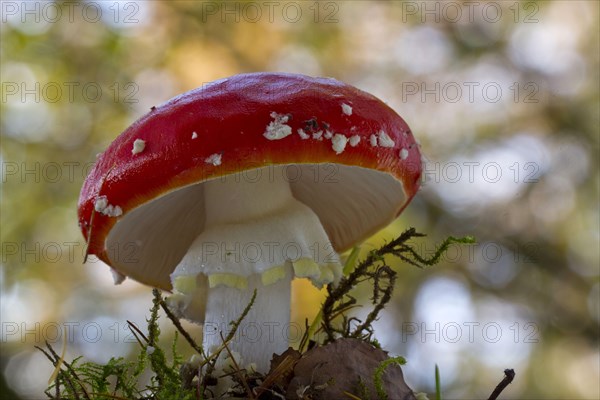 Fly agaric