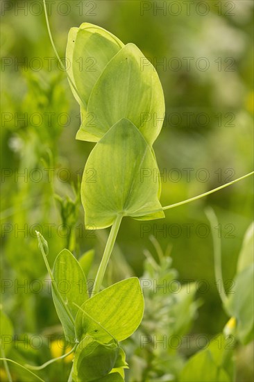 Yellow yellow pea