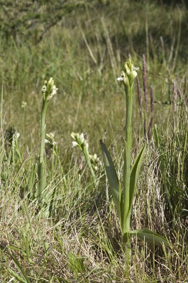 Flowering chica orchid