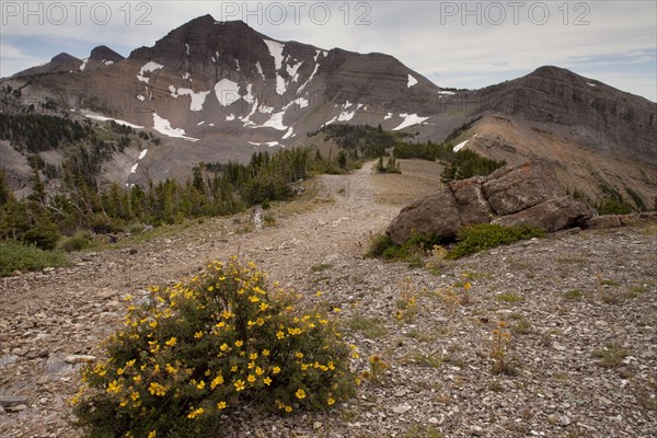 Shrubby Cinquefoil