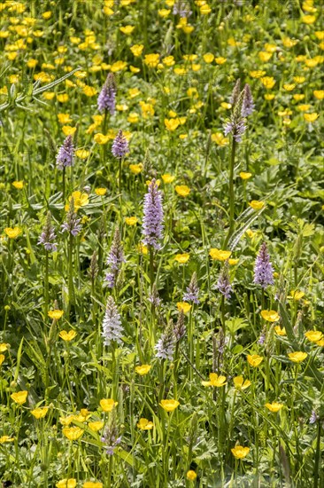 Orchis fuchsii