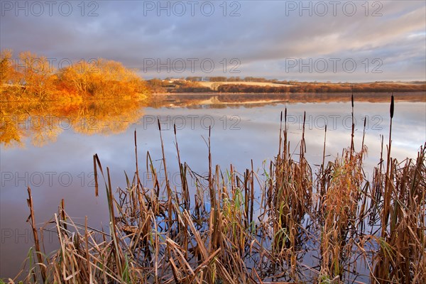 Bulrush