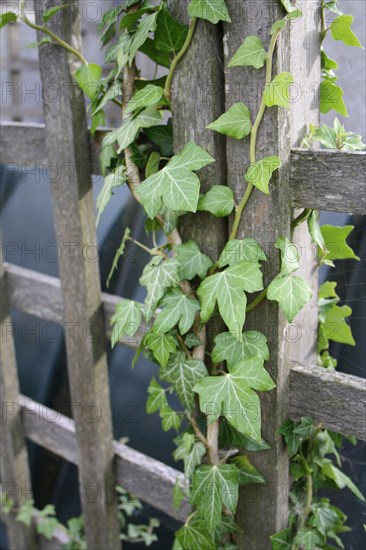 Ivy leaves