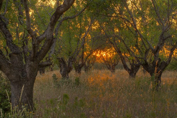 Almond tree