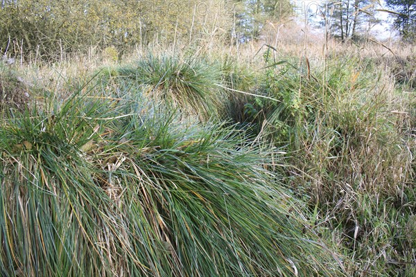 Greater Tussock Sedge with fibrous rhizomes