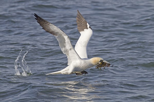 Northern northern gannet