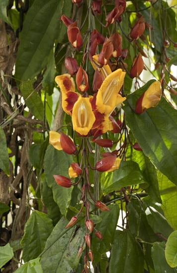 Flowering Indian clock vine