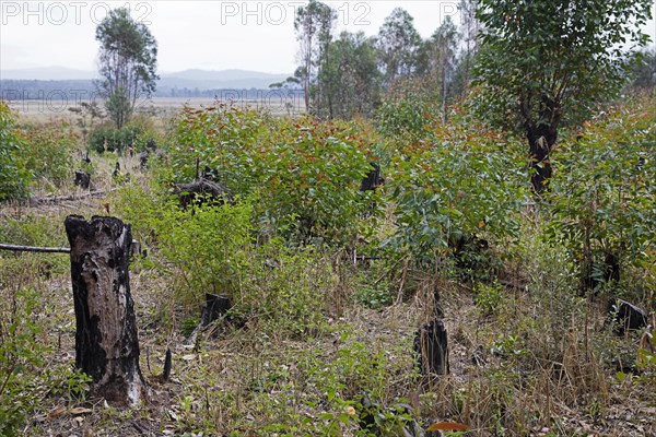 Burnt-out tree stumps