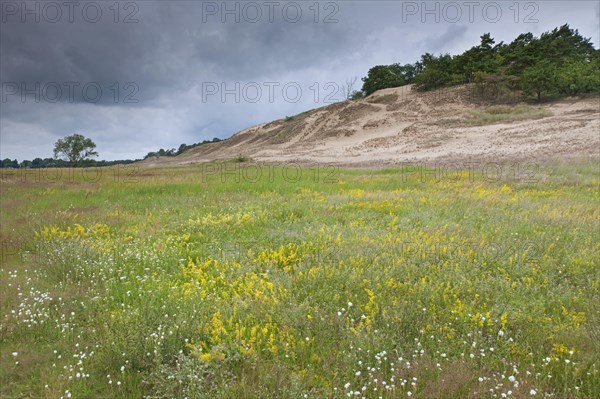 Inland dunes near Klein Schmoelen on the Elbe