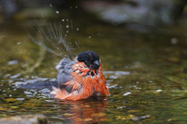 Bullfinch