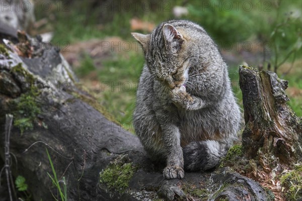 European wildcat