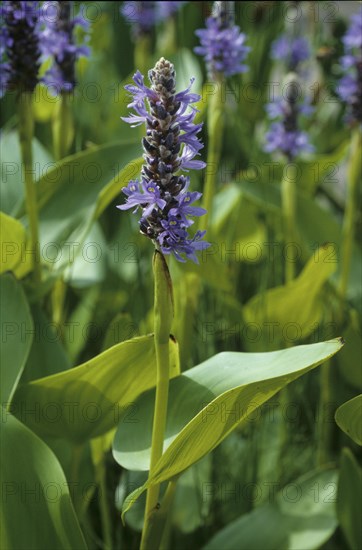 Heart-shaped pickerelweed