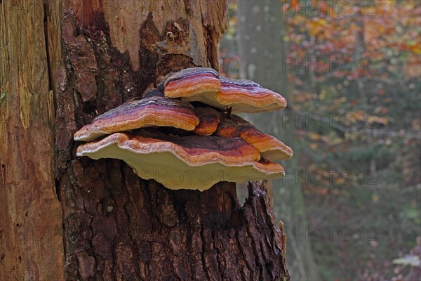 Red Banded Polypore