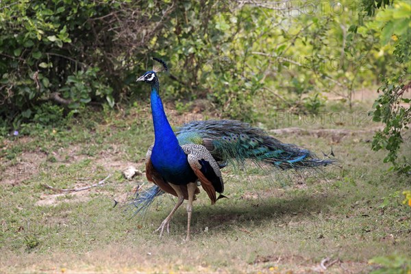 Indian peafowl