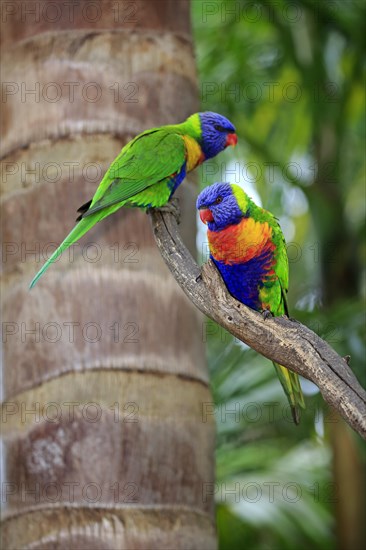 Coconut lorikeet