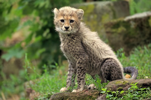 Sudan Cheetah