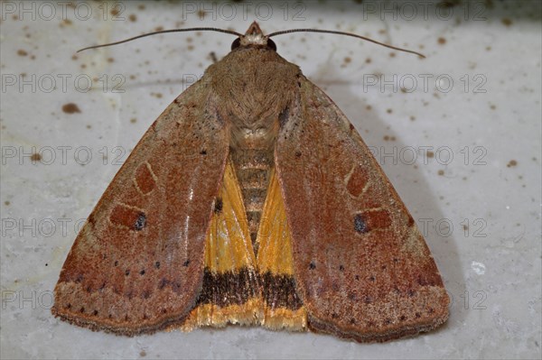 Broad-winged Banded Owl