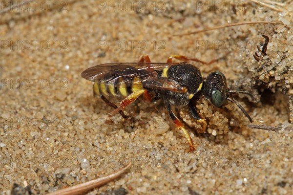 Large fly spear wasp