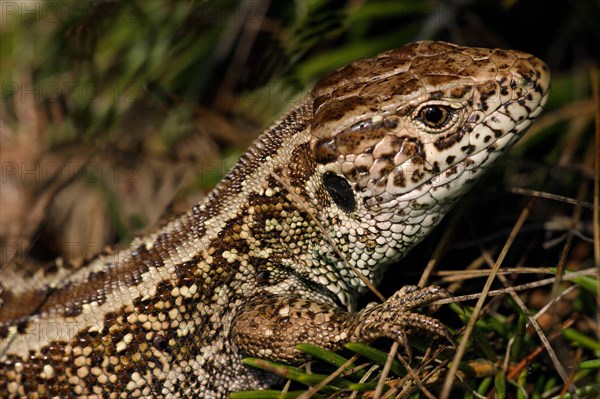 Sand lizard