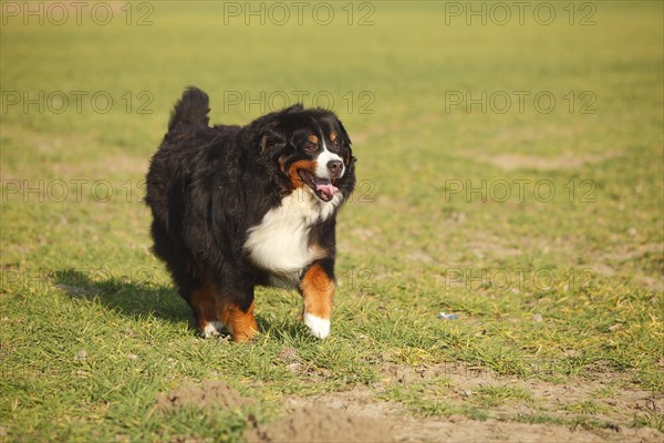 Bernese Mountain Dog