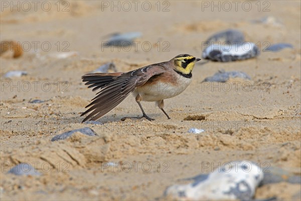 Shore Lark