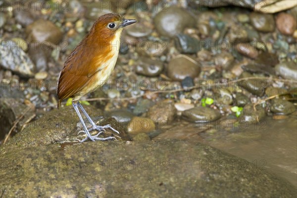 Yellow-breasted Antpitta