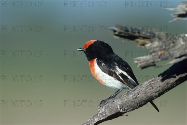 Red-capped robin