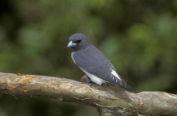 White-breasted woodswallow