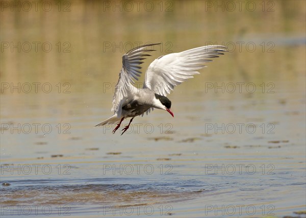 Whiskered Tern