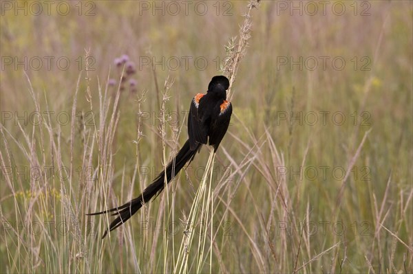 Cock-tailed wida