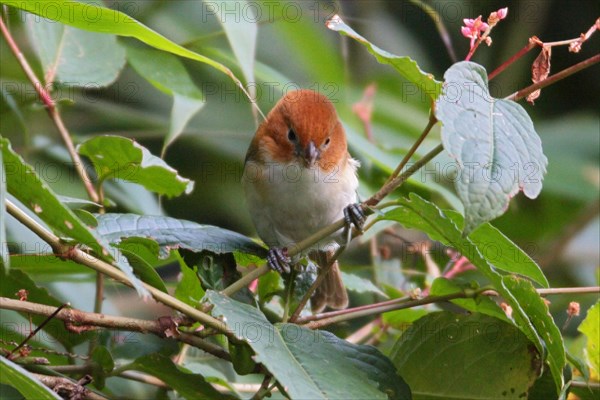 Rufous-headed Parrotbill