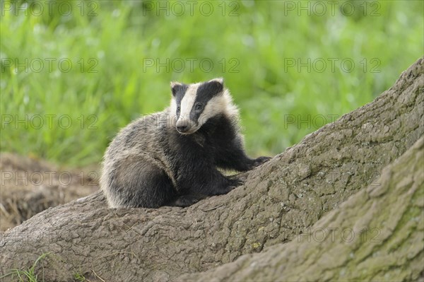 Eurasian Badger