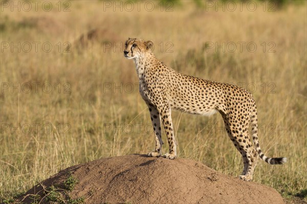 Acinonyx jubatus fearsoni