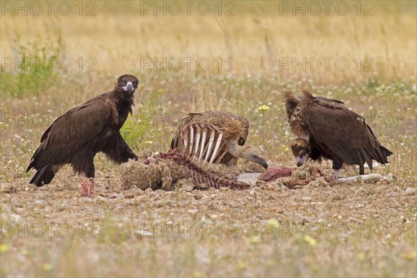 Eurasian Black Vulture