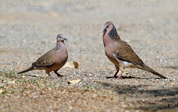 Spotted Dove