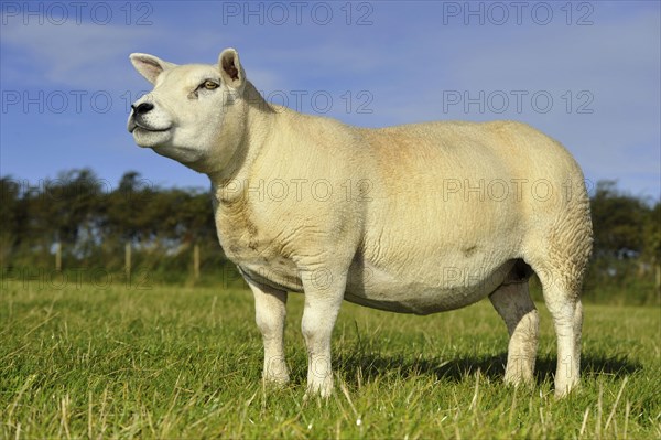 Domestic Sheep