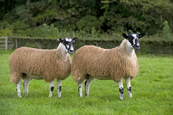 Domestic Sheep