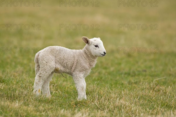 Domestic Sheep