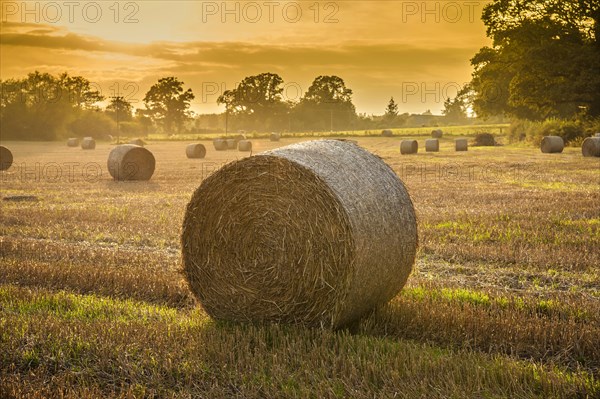 Wheat cane and bales in a stubble field in the evening sun