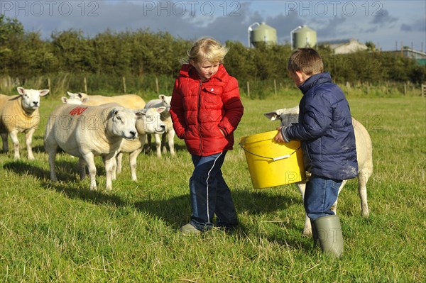 Sheep farming