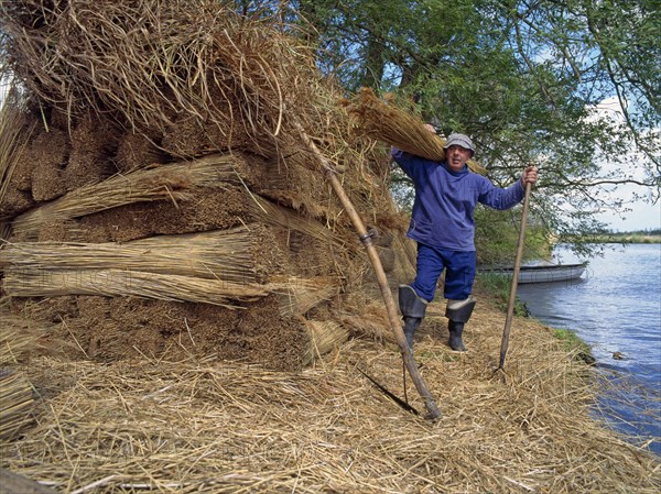 Reed cutting