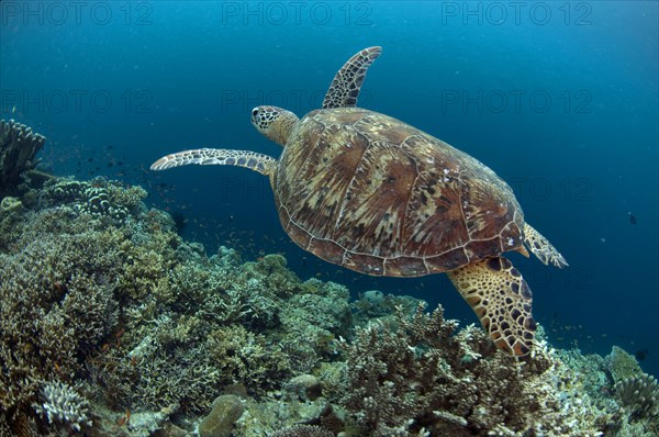 Green Turtle