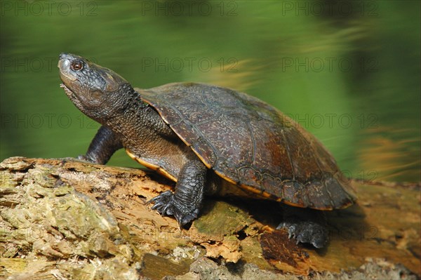 Saw-shelled Turtle