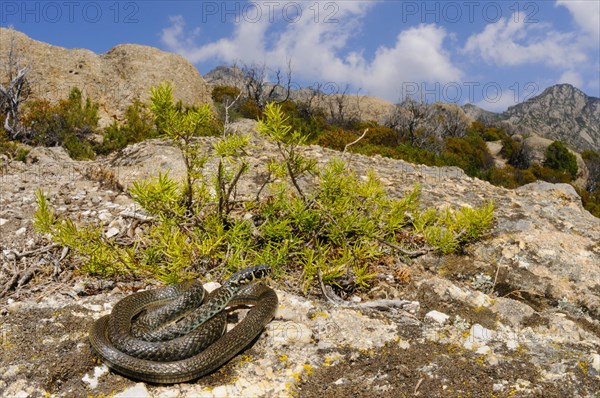 Western green whip snake