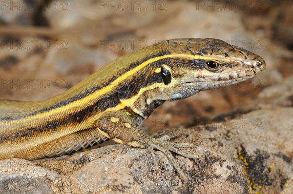 Small Canary Island Lizard